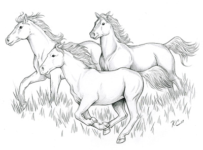 Equine Anatomy Study